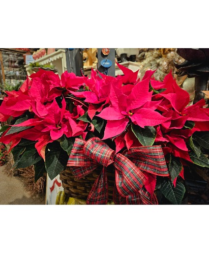 Double Poinsettia in the gift basket 