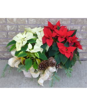 DOUBLE POINSETTIA Indoor Blooming Plant
