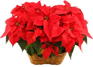 Double Poinsettia  Plant