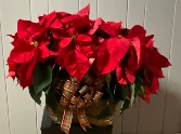 Double Poinsettia - Red, Pink(Marble) or White Poinsettia