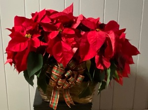 Double Poinsettia - Red, Pink(Marble) or White Poinsettia