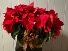Double Poinsettia - Red, Pink(Marble) or White Poinsettia