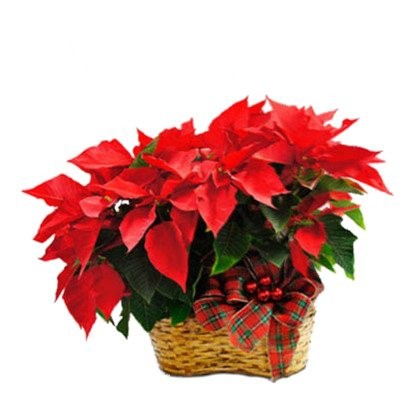 DOUBLE POINSETTIA Send twice the surprise with this double poinsettia.