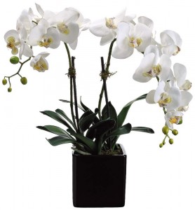 DOUBLE POTTED ORCHID PLANT 