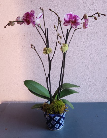 Double Purple Orchid 