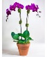 Double Purple Orchid 