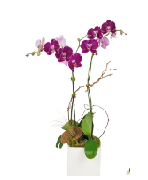 Double Purple  Orchid 