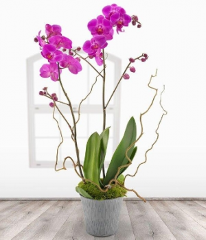 Double Purple Orchid Orchid Plant