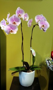 Double Pink Orchid Plant