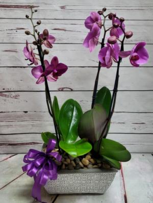Double Purple Phalaenopsis Orchid  