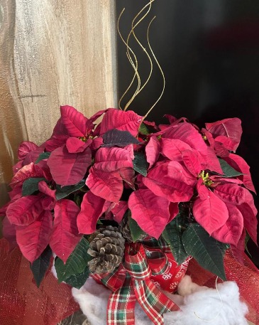 Double Red Poinsettia In a Giftable Snowflake Tin Poinsettias in Collectable Tin in Monument, CO | Enchanted Florist Double Red Poinsettia In a Giftable Snowflake Tin Poinsettias in Collectable Tin in Monument, CO | Enchanted Florist
