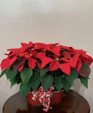 Double Red Poinsettia in Christmas Tin Basket