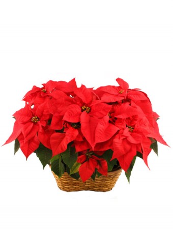 Double Red Poinsettia Blooming Plant in Cincinnati, OH | Reading Floral Boutique