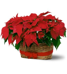 Double Red Pointsetta Plants in Basket