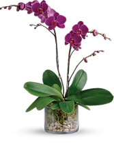 Double Spike Orchid  