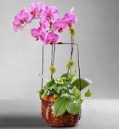 DOUBLE SPIKE ORCHID ORCHIDS IN A BASKET