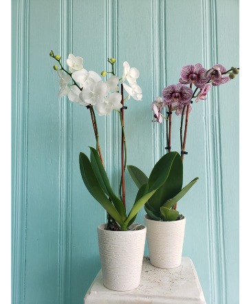 DOUBLE SPIKE ORCHID PLANT PLANT in Hampstead, NC | Surf City Florist DOUBLE SPIKE ORCHID PLANT PLANT in Hampstead, NC | Surf City Florist