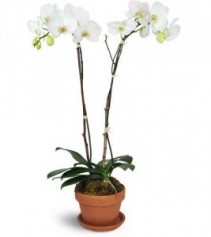 Double Spike Phalaenopsis Orchid Plant  Plant & Pottery