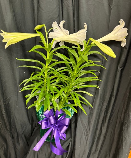 Double Stem Easter Lily Plant