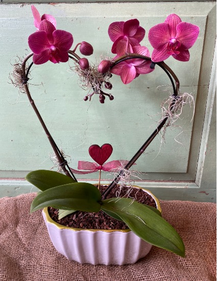 ON SALE Orchid plant save 25%  Double Stem large bloom heart shape 