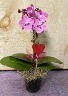 Double Stem Mini Orchid  planter