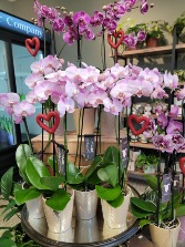 Double Stem Orchid 