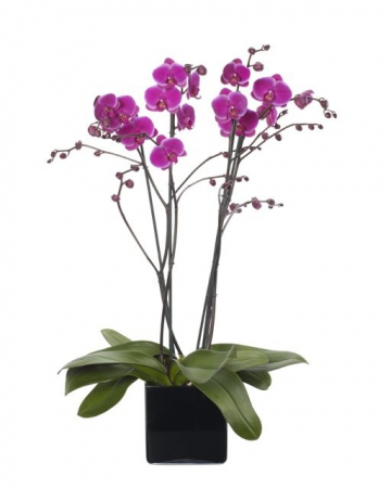 Orchid Blooming Plant