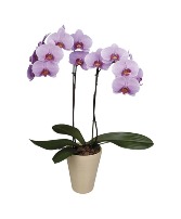 Double stem orchid ceramic Planter