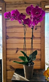 Double Stem Orchid *color may vary