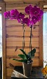 Double Stem Orchid *color may vary