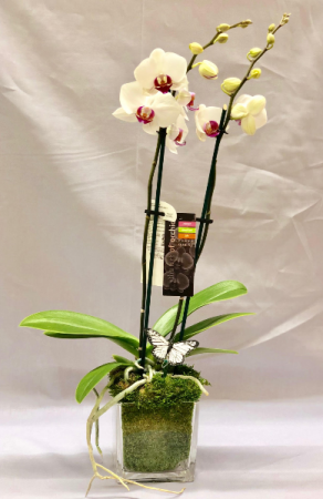 Double Stem Orchid in Cube Plant