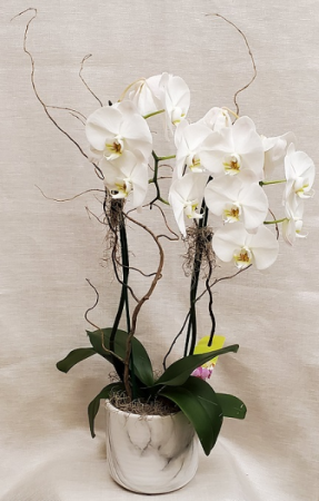 Double Stem Orchid in Marble Pot Plant