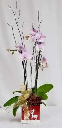 Double Stem Orchid Orchid Plant