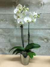 Double Stem Large Bloom potted orchid