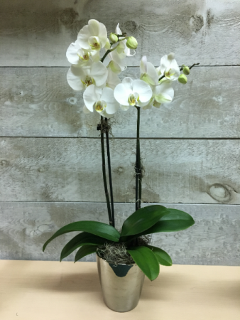 Best Seller Double Stem White Orchid in 5 inch ceramic pot 