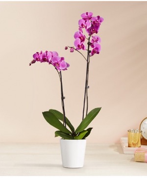Double Stem Orchid Plant