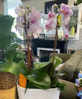 Double Stem Orchid Plant Orchid