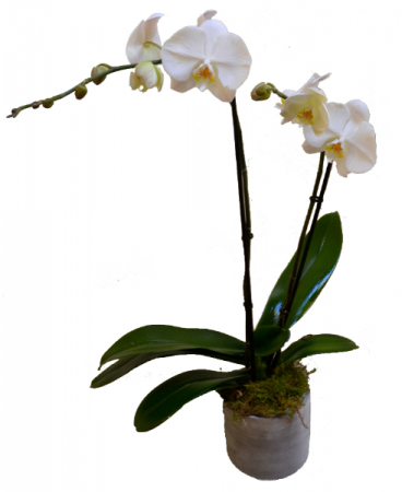 Double Stem Orchid Plant plant