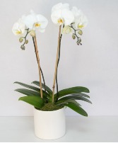 Double Stem Orchid Plant Plants