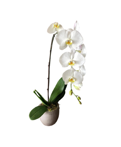 Elegant Orchid Plant Plants