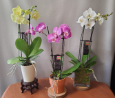 5" Double Stem Orchid Plant