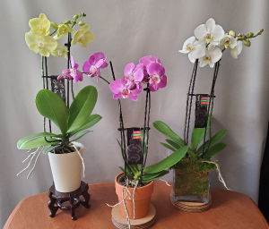 5" Double Stem Orchid Plant