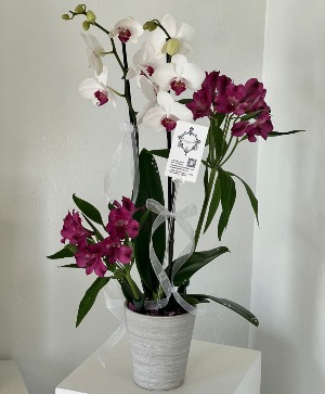 Double Stem Orchid with Fresh Flowers 