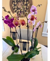 Double Stem Phalaenopis Orchid 