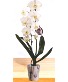 Double Stem Phalaenopsis Orchid Plant 