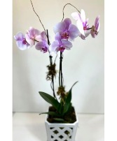 Double Stem Phalaenopsis Orchid  