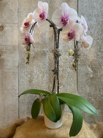 Double Stem Pink Orchid in ceramic pot
