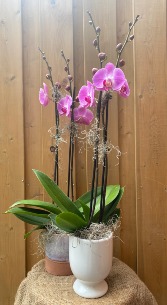 Double Stem Pink Orchid in pot