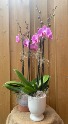 Double Stem Pink Orchid in pot