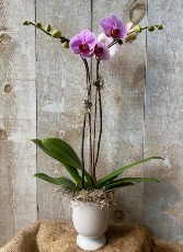 Double Stem Pink Orchid potted plant 